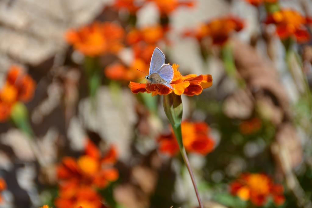 סטמניצה Gartagani Guest House מראה חיצוני תמונה